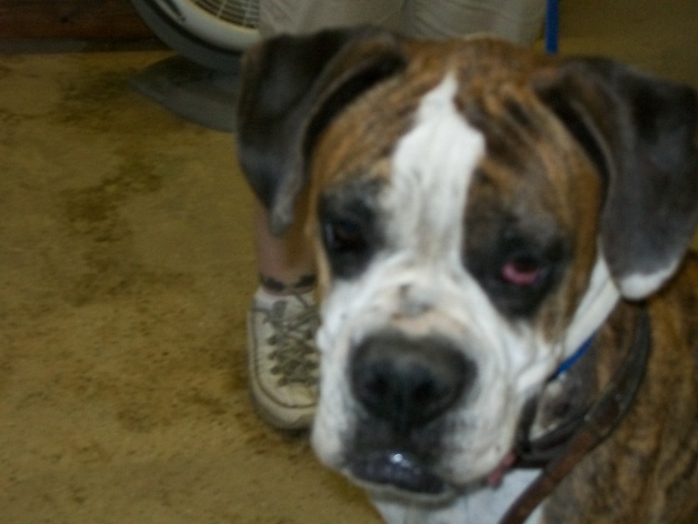 Other Photos of thie Dog