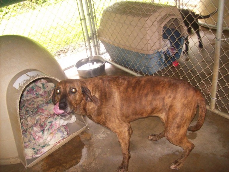 Other Photos of thie Dog