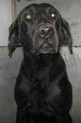 Other Photos of thie Dog