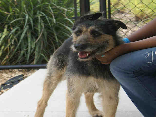 Main Photo of this Dog