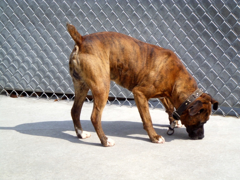 Other Photos of thie Dog