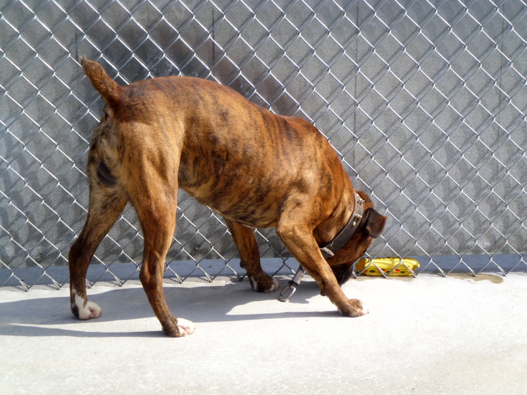 Other Photos of thie Dog