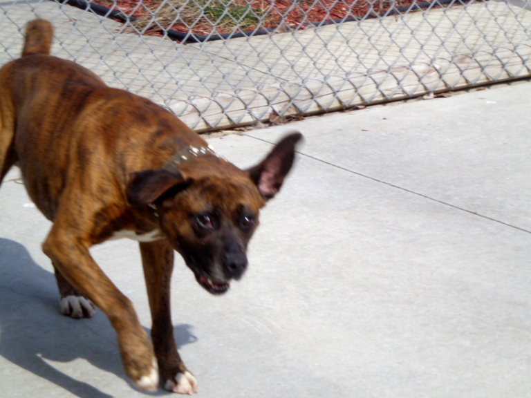 Other Photos of thie Dog
