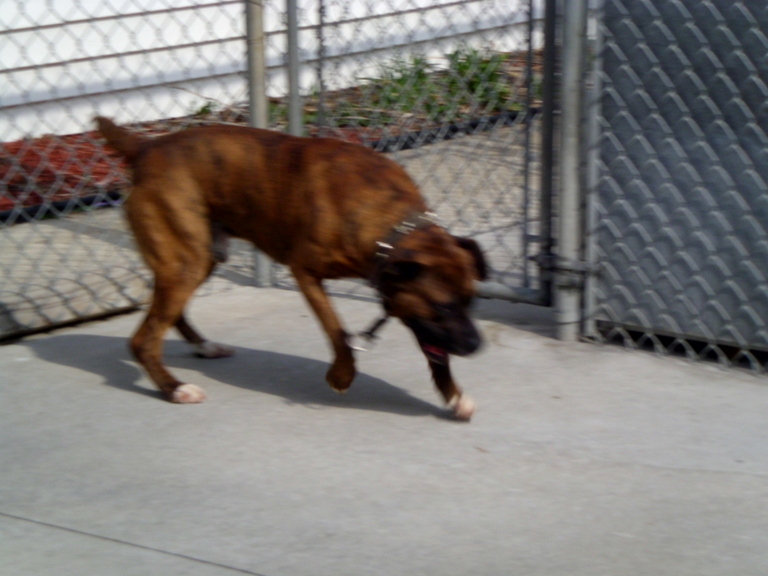 Other Photos of thie Dog