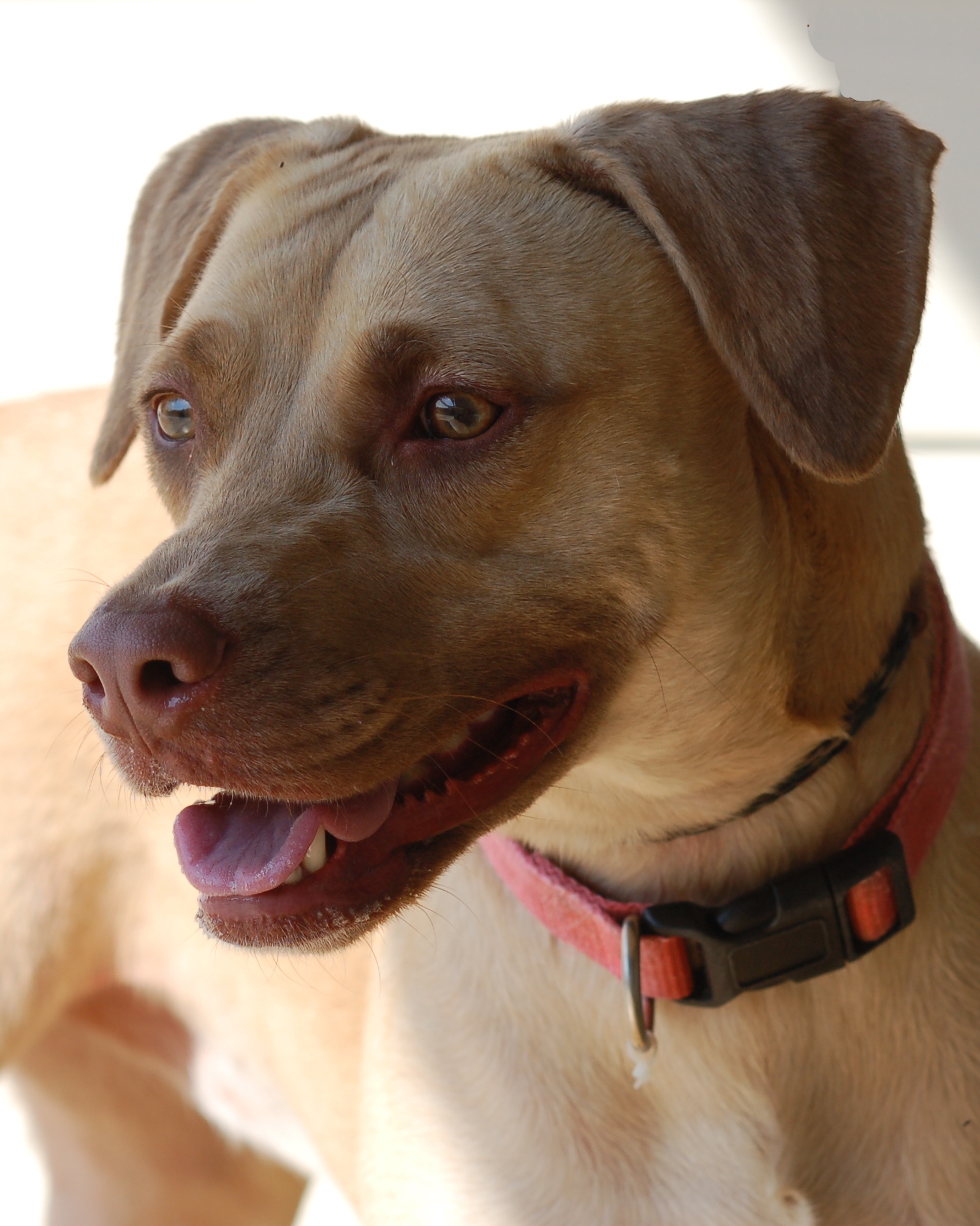 Other Photos of thie Dog