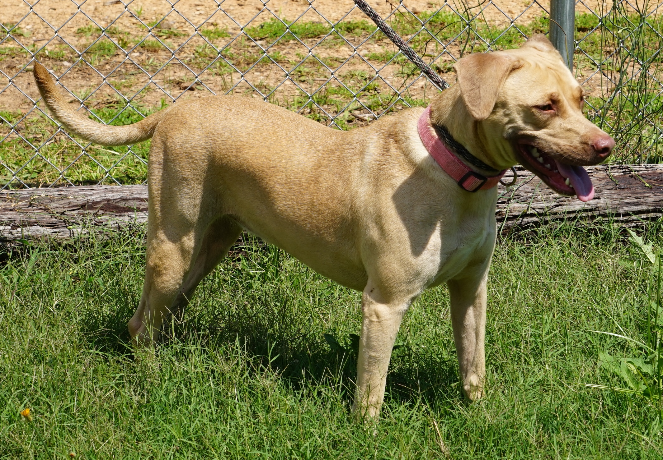 Other Photos of thie Dog
