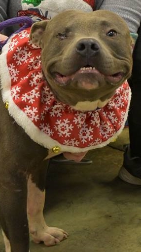 Other Photos of thie Dog