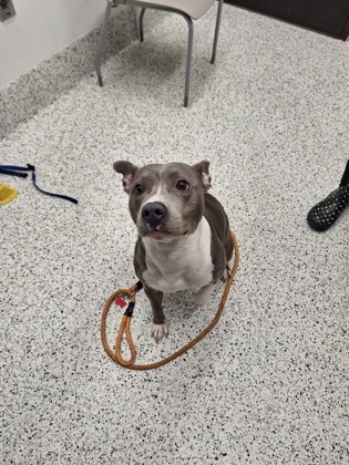 Main Photo of this Dog