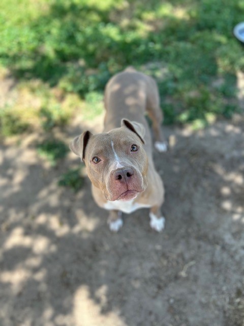 Main Photo of this Dog