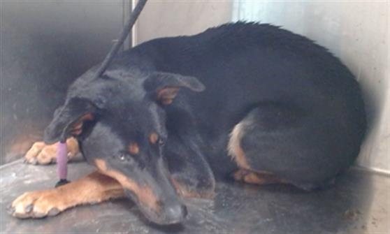 Main Photo of this Dog
