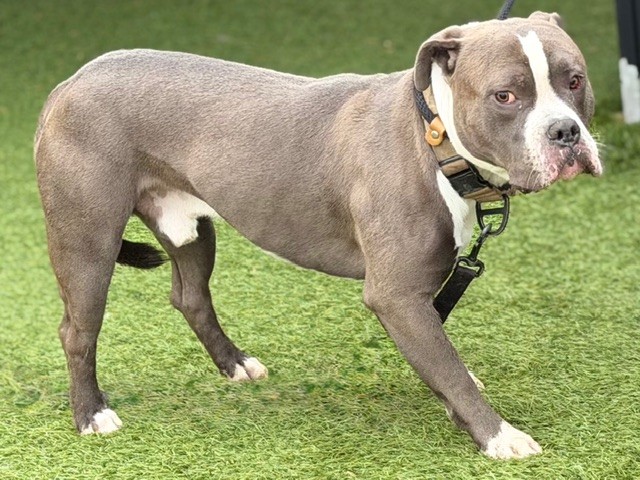 Other Photos of thie Dog