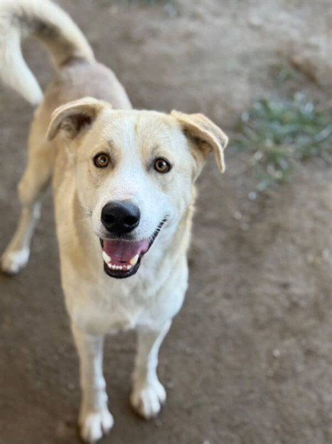 Main Photo of this Dog
