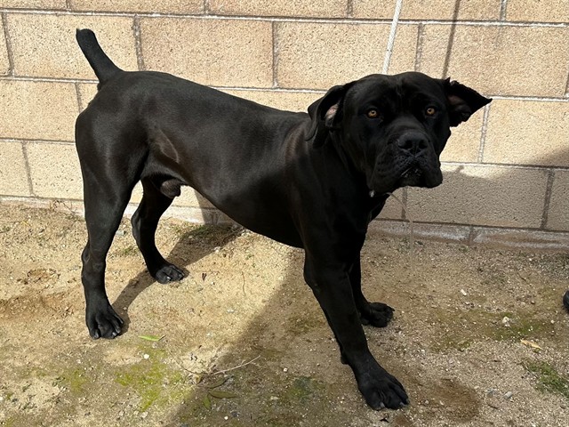 Other Photos of thie Dog