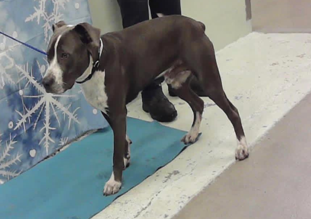 Other Photos of thie Dog