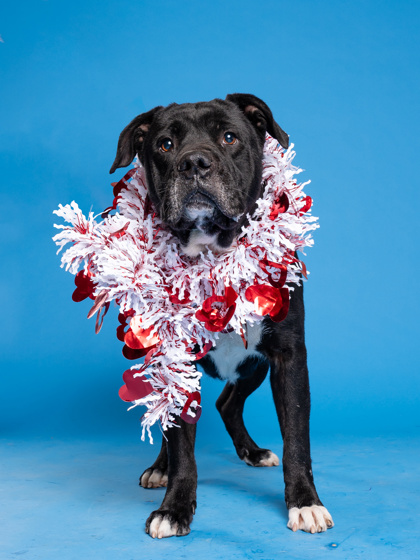 Micheal4, a Terrier, available for adoption