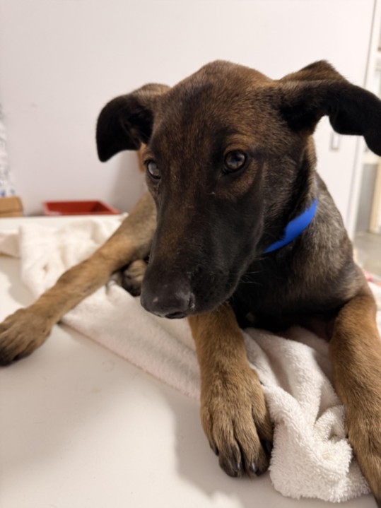 Houston, a German Shepherd, available for adoption