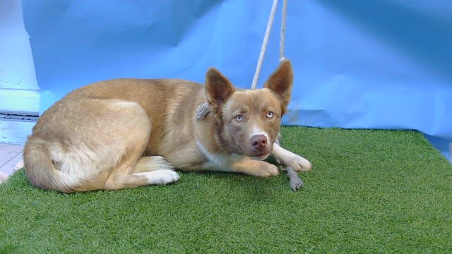 Marcus, a Siberian Husky, available for adoption