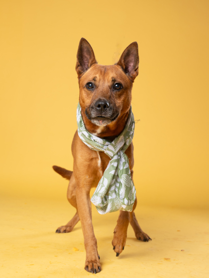 Graham, a Terrier, available for adoption