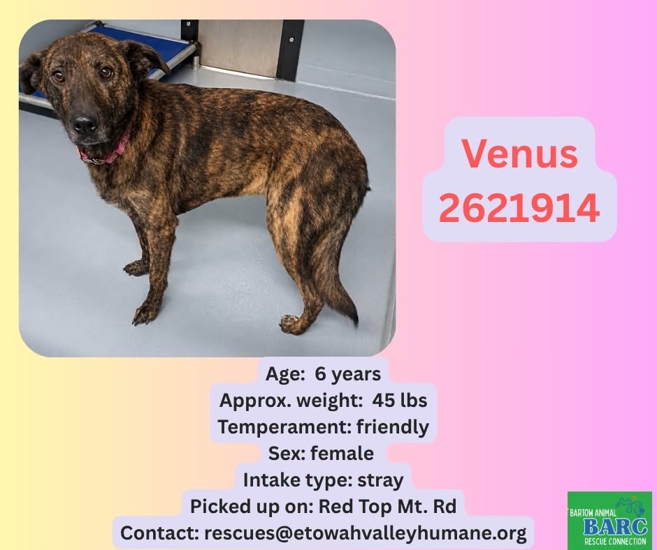 Venus, a Shepherd, available for adoption
