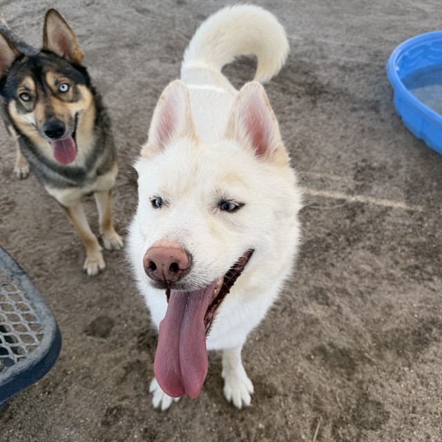 Max, a Siberian Husky (mix breed), available for adoption