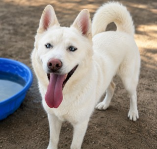Max, a Siberian Husky (mix breed), available for adoption