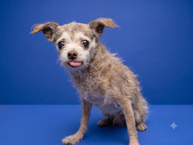 Sharky, a Chihuahua, available for adoption