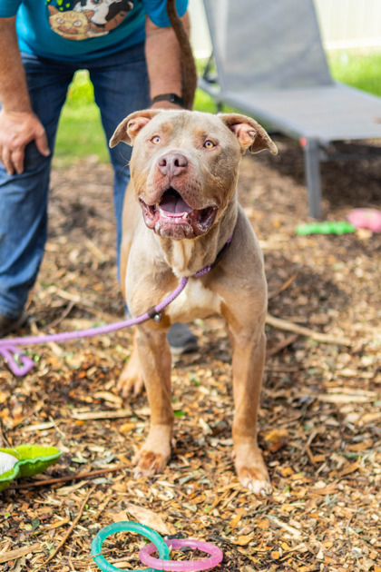 Truce, a American Staffordshire Terrier (mix breed), available for adoption
