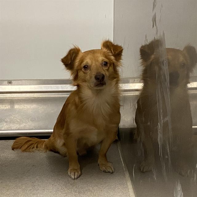Baby, a Chihuahua, available for adoption