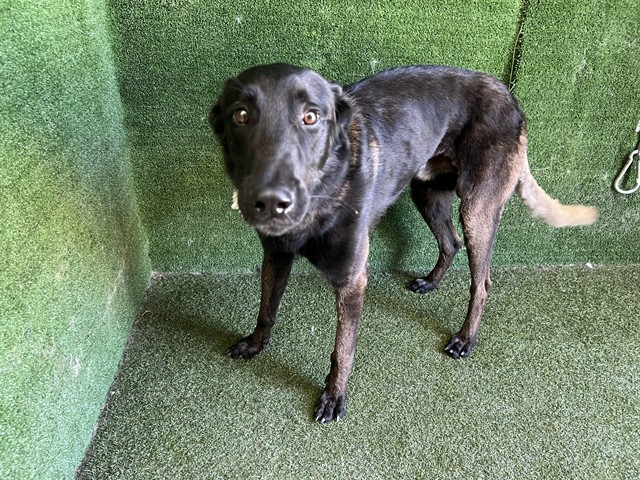 Roland, a Belgian Shepherd Malinois, available for adoption