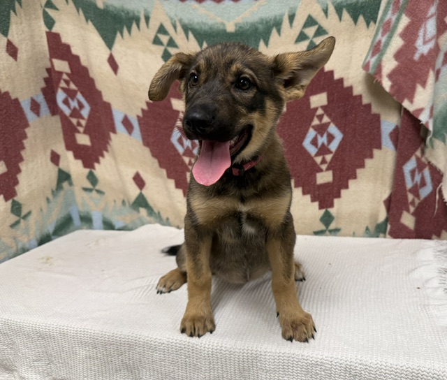 Sadie, a German Shepherd, available for adoption