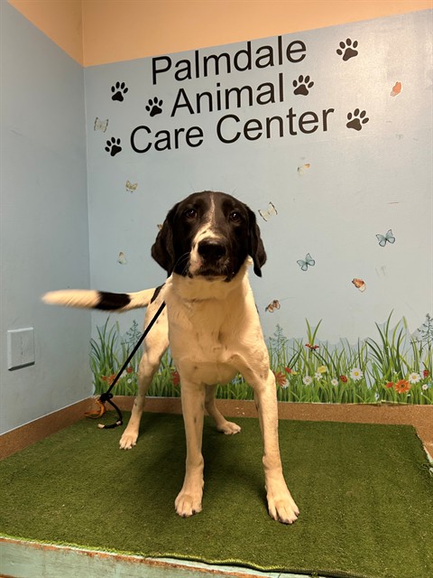 Lily Bug, a Pointer, available for adoption
