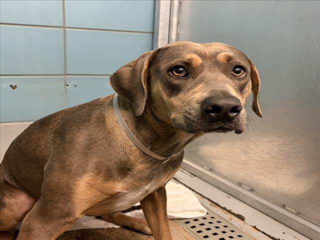 DogInDanger of Being Killed