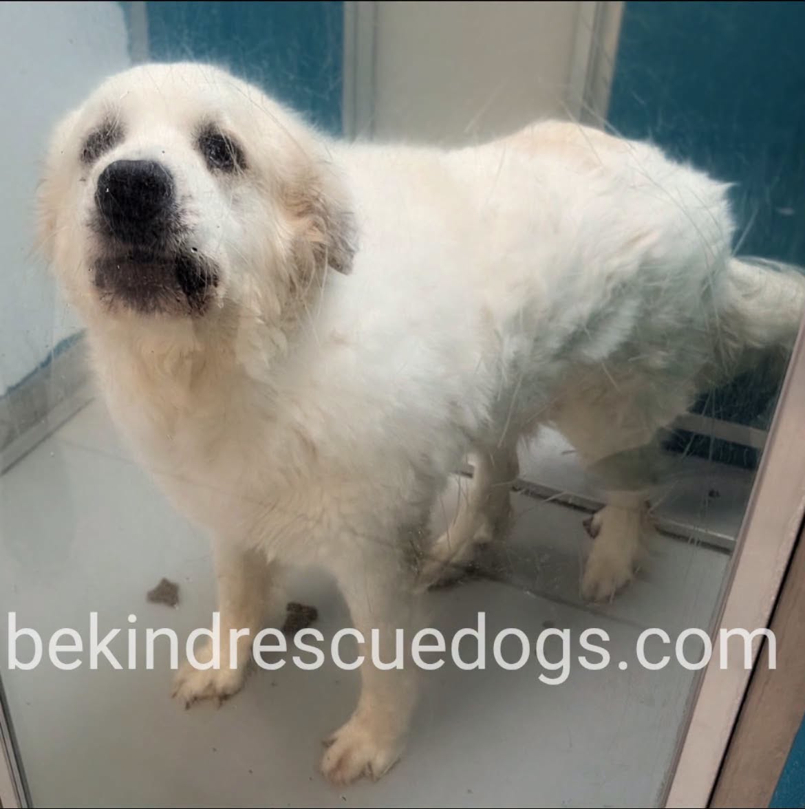 Charlie, a Great Pyrenees, available for adoption