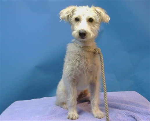Gina, a Maltese, available for adoption