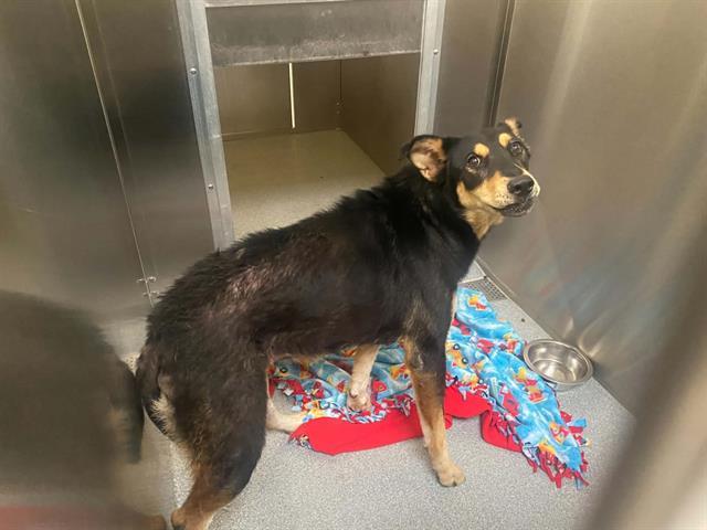 Maze, a German Shepherd, available for adoption
