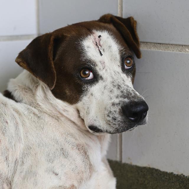 Lucas, a English Pointer (mix breed), available for adoption