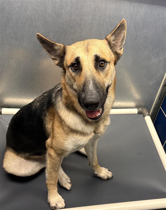 Mila, a German Shepherd (mix breed), available for adoption