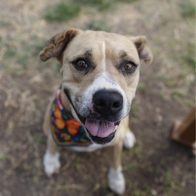 Lane, a American Staffordshire Terrier (mix breed), available for adoption