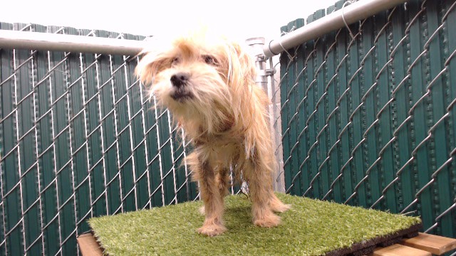 A5793489, a Terrier, available for adoption