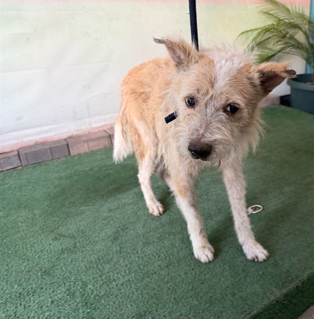 Solito, a Terrier, available for adoption