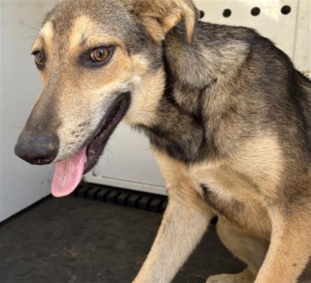 Banana Bread, a Shepherd (mix breed), available for adoption