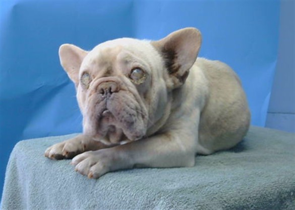 Chase, a French Bulldog, available for adoption