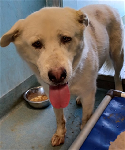 Adoptable pet photo