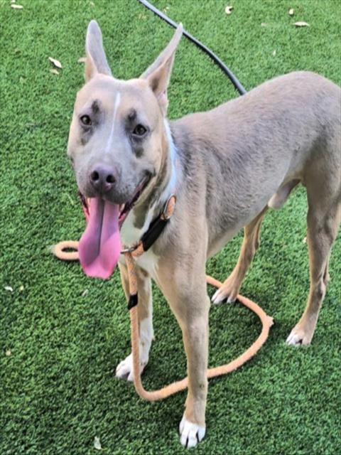 Adoptable pet photo