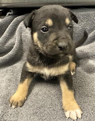 Pierce, a Labrador Retriever, available for adoption