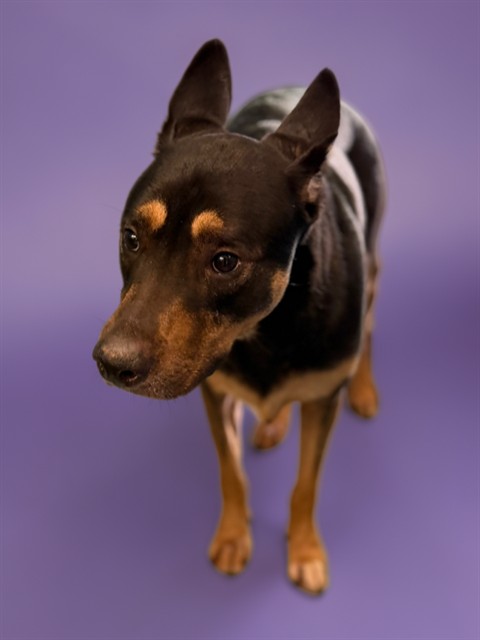 Pierce, a Labrador Retriever, available for adoption