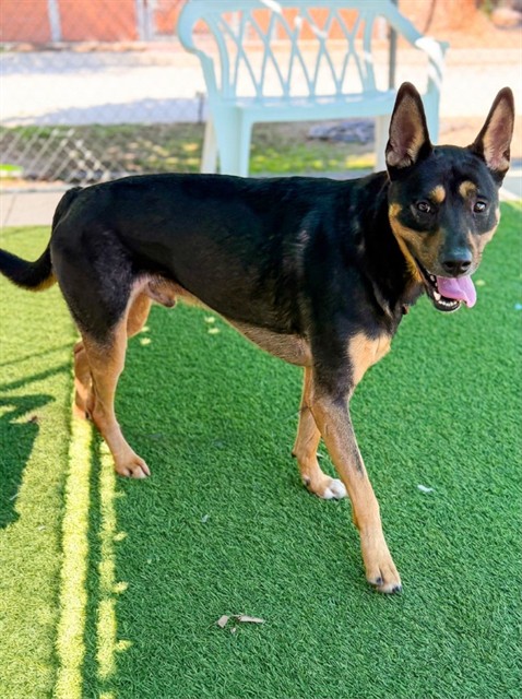 Pierce, a Labrador Retriever, available for adoption