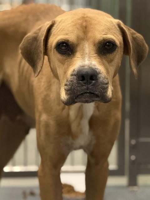 Flaca, a Boxer, available for adoption