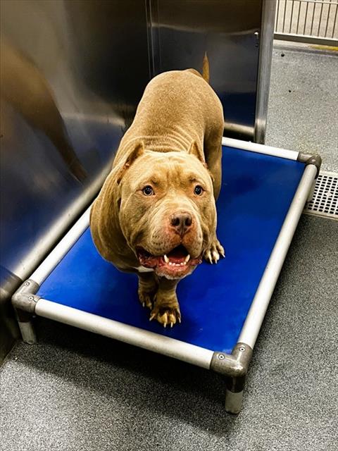 Canelo, a American Bulldog (mix breed), available for adoption