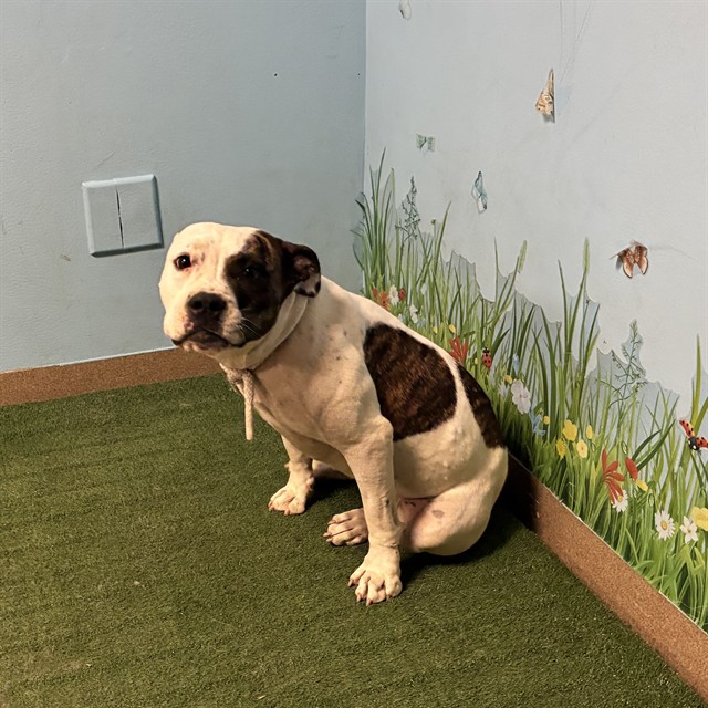 Lady, a Boxer, available for adoption